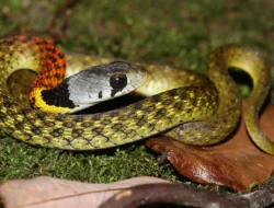 5 Ular Mematikan di Venezuela dengan Bisa Neurotoksin: Ancaman Tersembunyi di Hutan Tropis