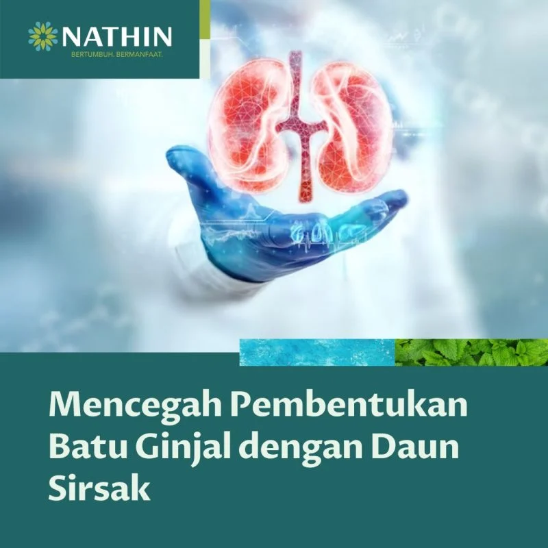 7 Minuman Herbal Ampuh untuk Jaga Kesehatan Ginjal, Terbukti Bermanfaat Saat Puasa!