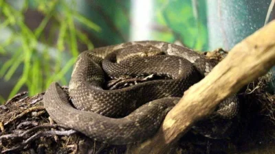 Misteri 7 Ular Paling Langka di Dunia: Menguak Keunikan yang Sulit Ditemukan