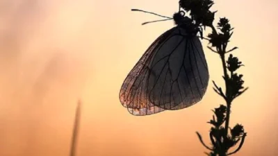 Misteri Kupu‑Kupu yang Menyala: Mengapa Mereka Tak Bisa Menolak Cahaya Lampu di Malam Hari?