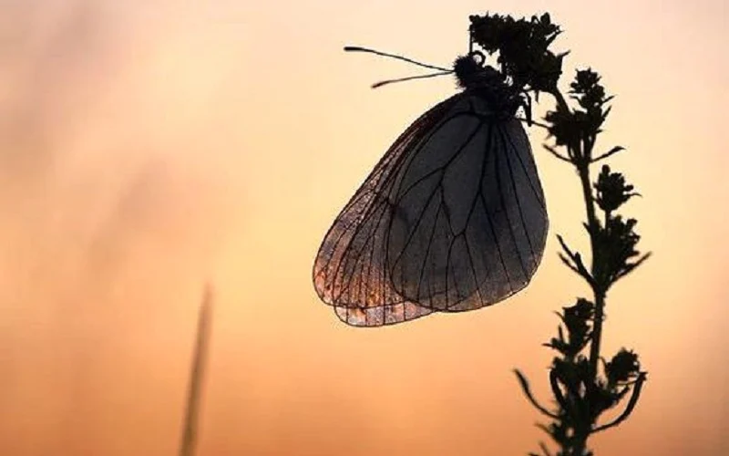 Misteri Kupu‑Kupu yang Menyala: Mengapa Mereka Tak Bisa Menolak Cahaya Lampu di Malam Hari?