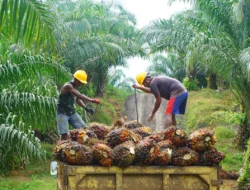 Avtur dari Sawit: Tantangan Besar yang Menghambat Revolusi Energi Nusantara
