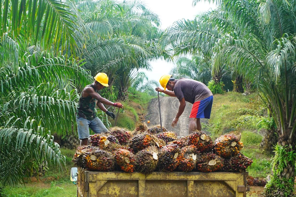 Avtur dari Sawit: Tantangan Besar yang Menghambat Revolusi Energi Nusantara