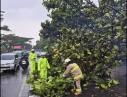 Cuaca Ekstrem di Bandung: Pohon Tumbang, Hujan Lebat, dan Langkah Penanggulangan DPRD serta Pemkot
