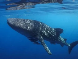 Drama Lintas Benua: Sweden dan Poland Bersaing di Laut, Lapangan, dan Curling—Apa yang Sebenarnya Terjadi?