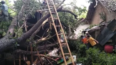 Hujan Deras dan Angin Kencang Landa Yogyakarta: Puluhan Pohon Tumbang, Enam Rumah Rusak, Warga Diminta Waspada