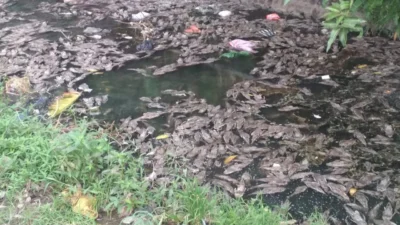 Jakarta Luncurkan Operasi Besar Tangkap Ikan Sapu-sapu: 10 Ton Terhenti, Tim Khusus Siap Buru Penyebar