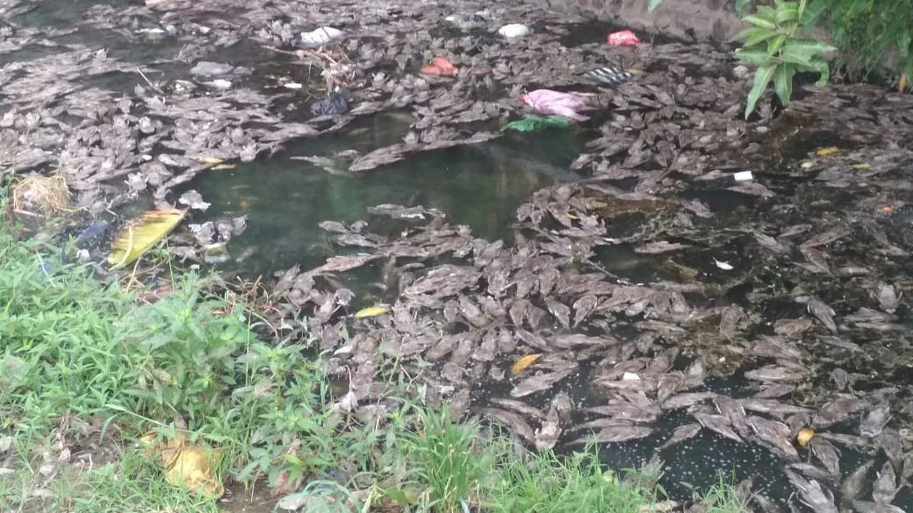 Jakarta Luncurkan Operasi Besar Tangkap Ikan Sapu-sapu: 10 Ton Terhenti, Tim Khusus Siap Buru Penyebar