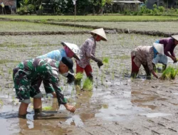 Jasindo Dorong Ketahanan Pangan Lewat Program Beras Sehat di Karawang