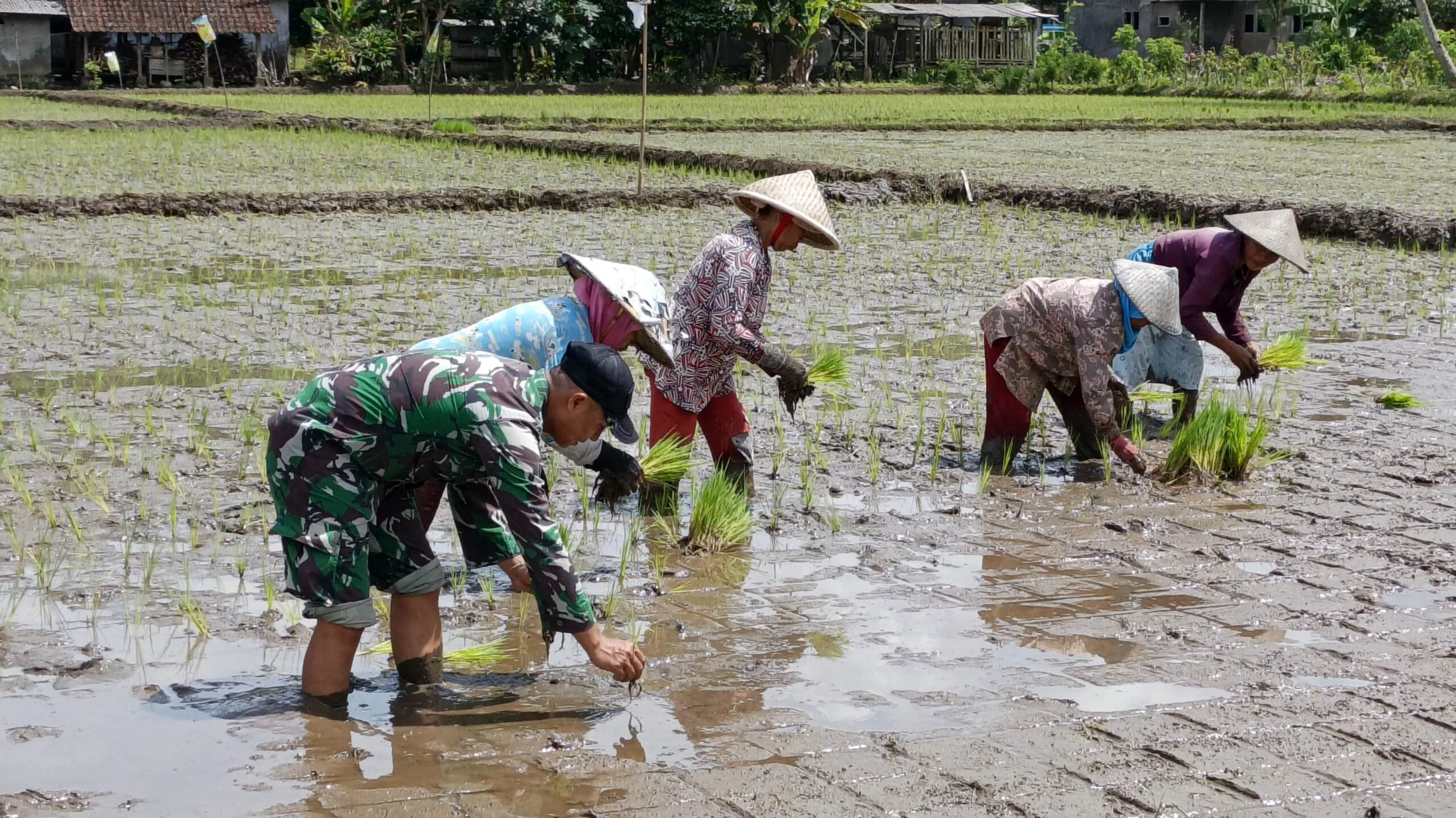 Jasindo Dorong Ketahanan Pangan Lewat Program Beras Sehat di Karawang
