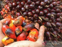 Kemendag Tetapkan HR CPO Naik 5,41% Dipicu Geopolitik