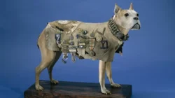 Kisah Anjing: Pahlawan, Penyebab Konflik, dan Tantangan Hukum di Amerika