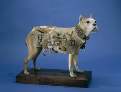 Kisah Anjing: Pahlawan, Penyebab Konflik, dan Tantangan Hukum di Amerika