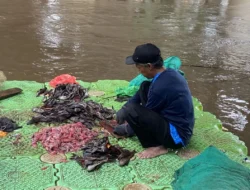 Ledakan Populasi Ikan Sapu-Sapu di Sungai Jakarta: Penyebab, Dampak, dan Upaya Pengendalian Berkelanjutan