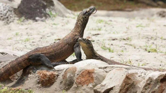 Mengapa Pemerintah Pinjamkan Sepasang Komodo ke Jepang? Simak Alasan Strategis di Balik Langkah Besar Ini