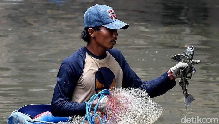 Pemprov DKI Jakarta Luncurkan Operasi Besar Bersihkan Ikan Sapu-sapu, Hadapi Kritik MUI dan Ancaman Lingkungan