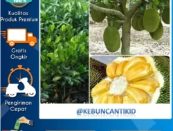 SR024 Laris Manis, Bibit: Return Kompetitif Picu Permintaan