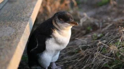 Terancam Punah! 5 Fakta Menarik tentang penguin Galapagos dan Dampak Mematikan El Niño