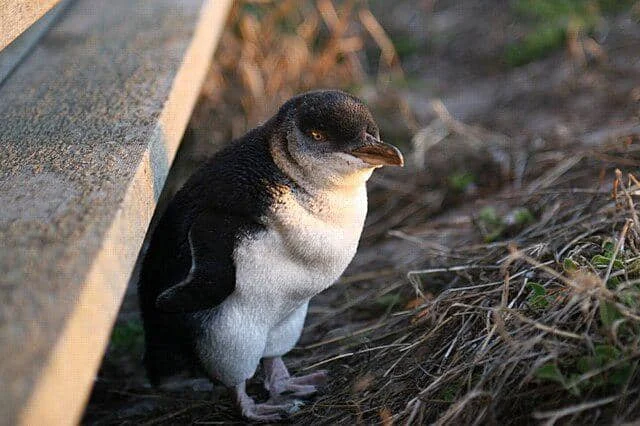 Terancam Punah! 5 Fakta Menarik tentang penguin Galapagos dan Dampak Mematikan El Niño