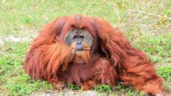 Terancam Punah! 5 Satwa Ikonik Indonesia yang Kini Menghadapi Krisis Ekstrem