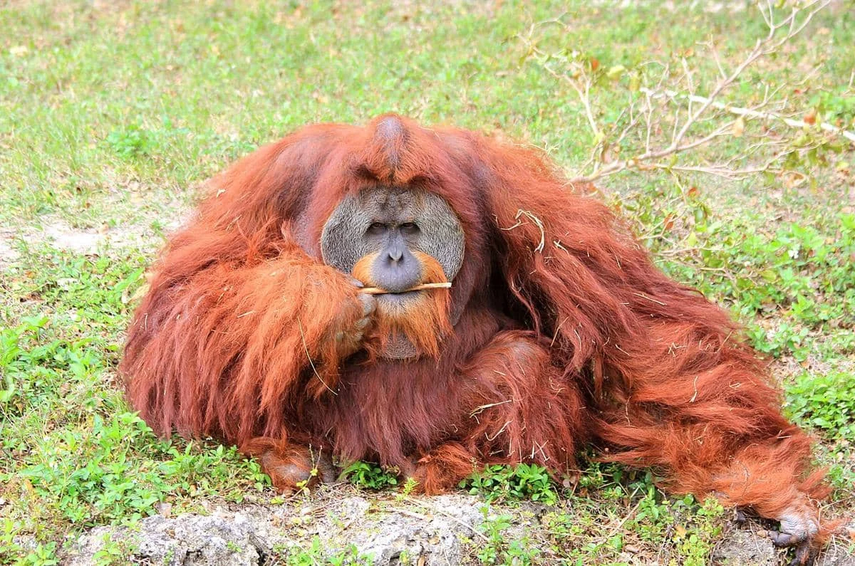 Terancam Punah! 5 Satwa Ikonik Indonesia yang Kini Menghadapi Krisis Ekstrem