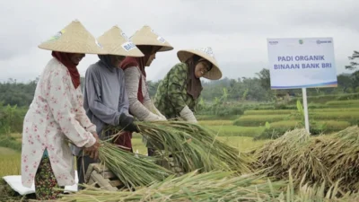 BRI Salurkan KUR Rp65,95 Triliun, Sektor Pertanian Mendominasi