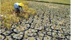 El Nino Datang Lagi, Pangan Asia Terancam di Tengah Perang dan Krisis Pupuk