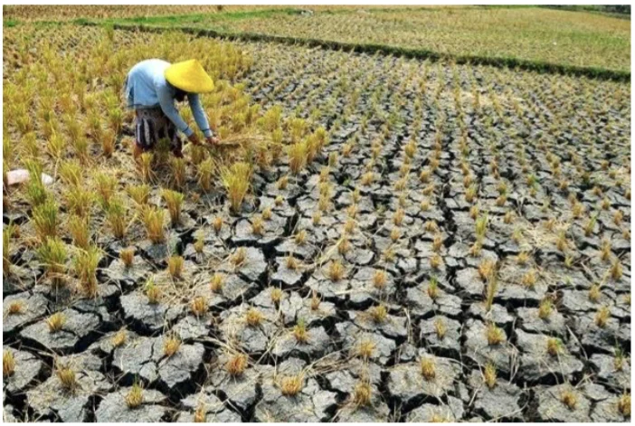 El Nino Datang Lagi, Pangan Asia Terancam di Tengah Perang dan Krisis Pupuk