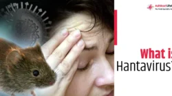 Hantavirus: Risiko yang Ditipu dan Fakta yang Harus Anda Ketahui