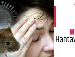 Hantavirus: Risiko yang Ditipu dan Fakta yang Harus Anda Ketahui