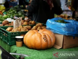 Harga Pangan Global Terus Naik Akibat Konflik Iran, Peringatan FAO