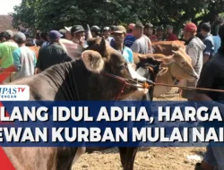 Jelang Idul Adha, Asing Mulai Masuk JPFA dan CPIN: AMRT Memble