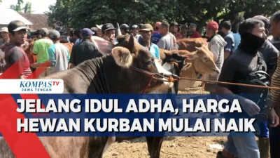Jelang Idul Adha, Asing Mulai Masuk JPFA dan CPIN: AMRT Memble