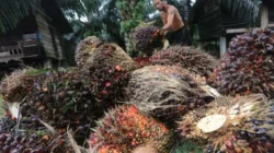 Kebijakan Ekspor Satu Pintu Prabowo Dinilai Bisa Perburuk Nasib Petani Sawit
