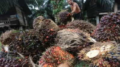 Kebijakan Ekspor Satu Pintu Prabowo Dinilai Bisa Perburuk Nasib Petani Sawit