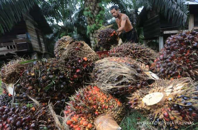 Kebijakan Ekspor Satu Pintu Prabowo Dinilai Bisa Perburuk Nasib Petani Sawit