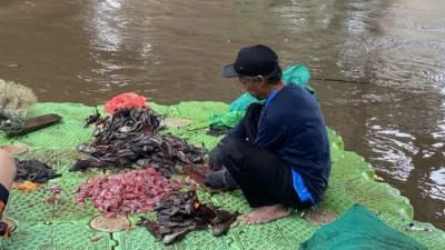 Pramono Bentuk Tim Khusus: Upaya Gencar Tangkap Ikan Sapu-sapu di Jakarta!