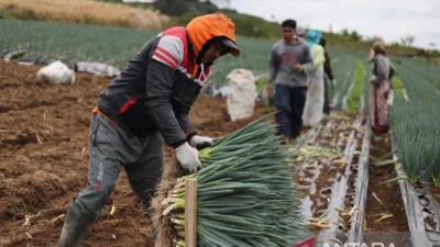 PT DSI Bisa Putus Mata Rantai Tengkulak Sawit, ISEAI Sebut Petani Bakal Diuntungkan