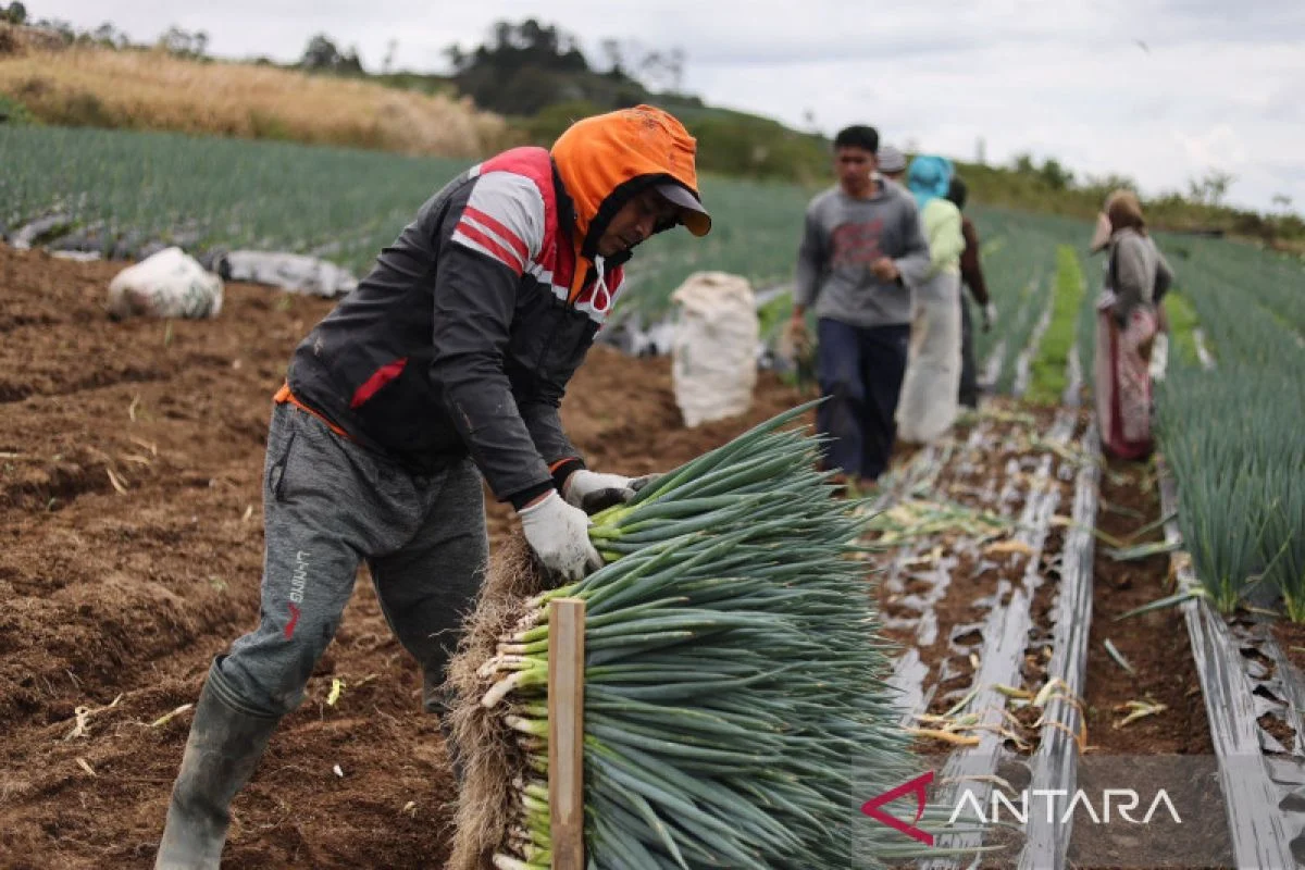 PT DSI Bisa Putus Mata Rantai Tengkulak Sawit, ISEAI Sebut Petani Bakal Diuntungkan