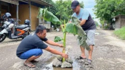 Warga Indramayu Tanam Pohon Pisang di Jalan Rusak sebagai Bentuk Protes Jalan Tak Diperbaiki