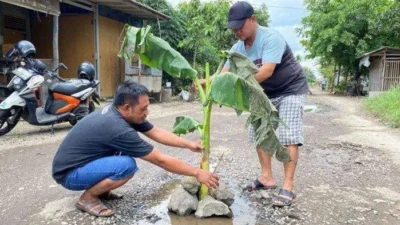 Warga Indramayu Tanam Pohon Pisang di Jalan Rusak sebagai Bentuk Protes Jalan Tak Diperbaiki
