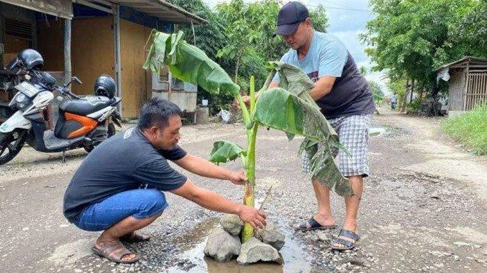 Warga Indramayu Tanam Pohon Pisang di Jalan Rusak sebagai Bentuk Protes Jalan Tak Diperbaiki