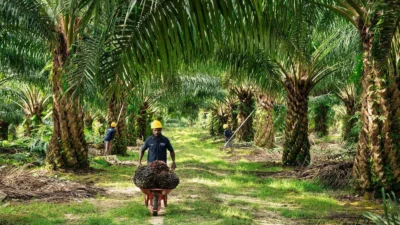 Laba ANJT Melonjak 189 Persen, Kas Tembus Rp1,5 Triliun