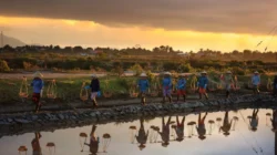Panas Ekstrem Pengaruhi Produktivitas Petani Indonesia